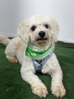 Wasabi -  Bichon Frise and Poodle Dog for Adoption in Carlsbad, California - Wasabi | PetCurious
