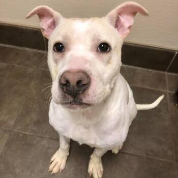Pit Bull Terrier Dogs Available for Adoption in Des Moines, Iowa - Snoop | PetCurious