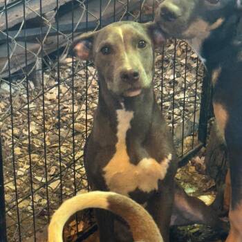 Areya -  Pit Bull Terrier Dog for Adoption in Anahuac, Texas - Areya | PetCurious