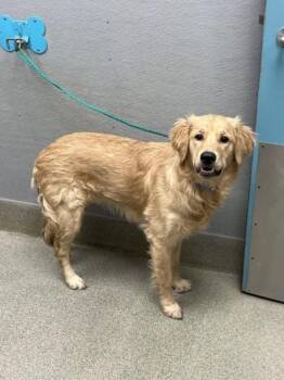 YOGI -  Labrador Retriever Dog for Adoption in Las Vegas, Nevada - YOGI | PetCurious