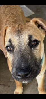 BILLY -  German Shepherd Dog Dog for Adoption in El Cajon, California - BILLY | PetCurious
