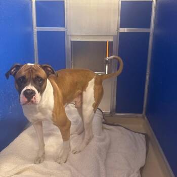 Kaiser Dowling -  Mastiff Dog for Adoption in Philadelphia, Pennsylvania - Kaiser Dowling | PetCurious