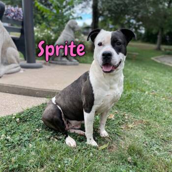 Sprite -  Pit Bull Terrier and Mixed Breed Dog for Adoption in Oak Ridge, Tennessee - Sprite | PetCurious