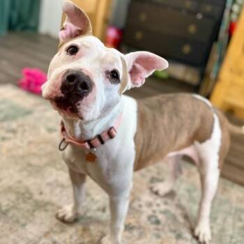 Pit Bull Terrier and Staffordshire Bull Terrier Dogs Available for Adoption - Muffin Floppy Eared Love Bug | PetCurious