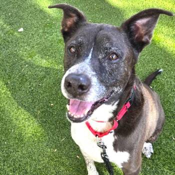 Goji -  Pit Bull Terrier and Border Collie Dog for Adoption in Las Vegas, Nevada - Goji | PetCurious