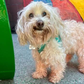 Poodle Dogs Available for Adoption in San Francisco, California - Sweet Tea 14031 | PetCurious