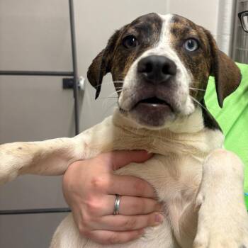 Go-Gurt -  Hound and Labrador Retriever Dog for Adoption in Morganton, North Carolina - Go-Gurt | PetCurious