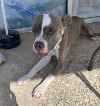 Mixed Breed Dogs Available for Adoption in Dallas, Texas - ROCKYROAD | PetCurious