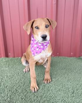 Hound and Cattle Dog Dogs Available for Adoption in Lubbock, Texas - Basil | PetCurious