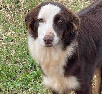 Big Face -  Australian Shepherd Dog for Adoption in Winter Park, Colorado - Big Face | PetCurious