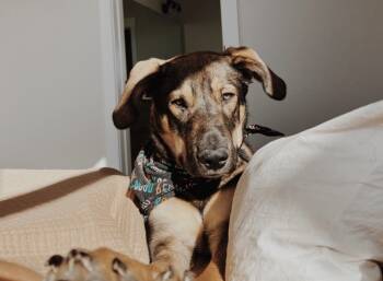 Rescue Shepherd and Great Pyrenees Dogs for Adoption in Denver, Colorado - Collins | PetCurious