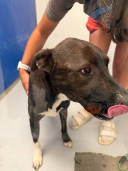 Fable -  Dutch Shepherd and American Dog for Adoption in New Kensington, Pennsylvania - Fable | PetCurious