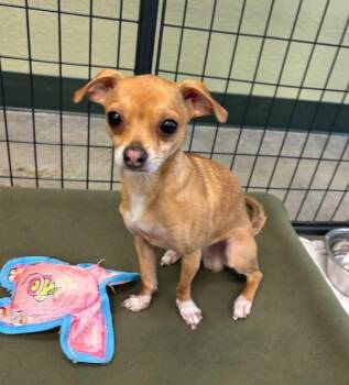 Chihuahua Dogs Available for Adoption - Moki | PetCurious