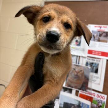 Tasha -  Mixed Breed Dog for Adoption in Memphis, Tennessee - Tasha | PetCurious