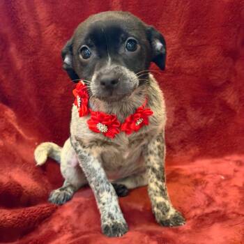 Chihuahua and Mixed Breed Dogs Available for Adoption - Little Fox | PetCurious