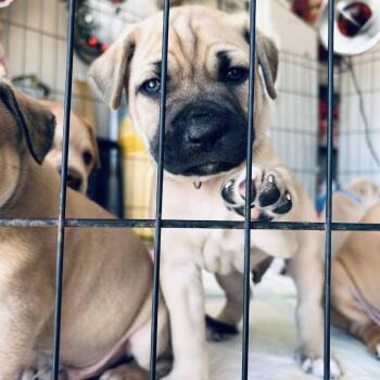 Boxer and Shepherd Dogs Available for Adoption - Pibble | PetCurious