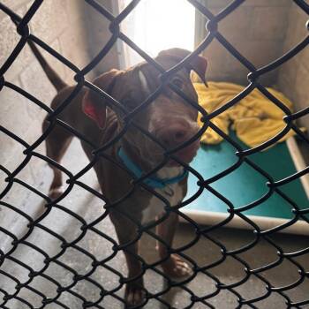Terrier and American Staffordshire Terrier Dogs Available for Adoption in Clearwater, Florida - King | PetCurious