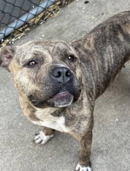 Pit Bull Terrier Dogs Available for Adoption in Chicago, Illinois - Valkyrie | PetCurious