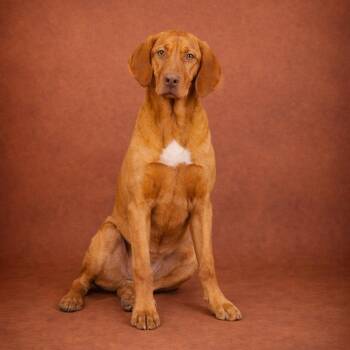 Vizsla and Bloodhound Dogs Available for Adoption - Bartholomew | PetCurious