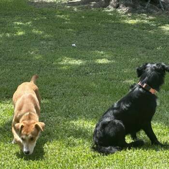 Daphne -  Carolina Dog and Mixed Breed Dog for Adoption in Webster, Texas - Daphne | PetCurious