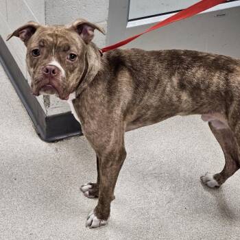 Reddington -  Boxer and Mixed Breed Dog for Adoption in Evansville, Indiana - Reddington | PetCurious