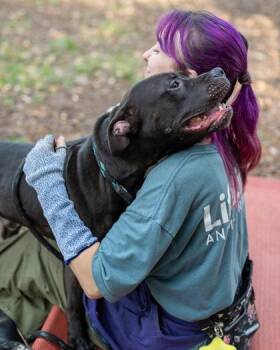 Shadow -  Mixed Breed Dog for Adoption in Chamblee, Georgia - Shadow | PetCurious