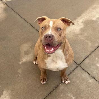 Terrier Dogs Available for Adoption in Norman, Oklahoma - Buddy Jo | PetCurious