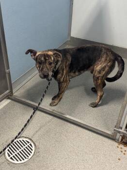 Allen -  Shepherd Dog for Adoption in Bloomington, Indiana - Allen | PetCurious