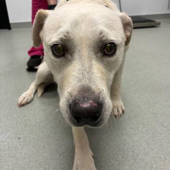 Palomo -  Terrier and Mixed Breed Dog Available for Adoption in Abilene, Texas - Palomo | PetCurious