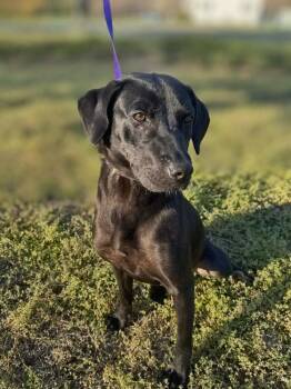 Mixed Breed Dogs Available for Adoption - Covee Wren | PetCurious