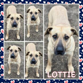 Lottie -  Anatolian Shepherd and Pit Bull Terrier Dog for Adoption in Fort Smith, Arkansas - Lottie | PetCurious