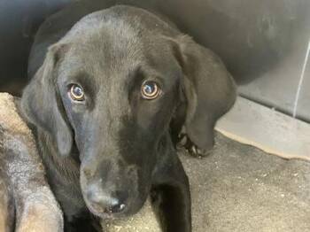 Rescue Mixed Breed Dogs for Adoption in Georgetown, Texas - Felisha | PetCurious