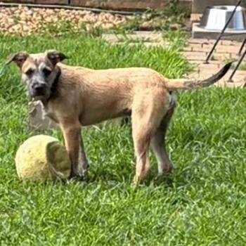 Border Terrier and Mixed Breed Dogs Available for Adoption in Greensboro, Georgia - Shuler | PetCurious