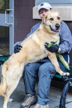 Mixed Breed Dogs Available for Adoption in Chamblee, Georgia - Saffron | PetCurious
