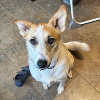 Rescue Border Collie and Australian Shepherd Dogs for Adoption in Yukon, Oklahoma - Penny | PetCurious