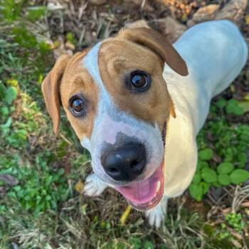 Rescue Hound and Mixed Breed Dogs for Adoption in Gainesville, Georgia - Onyx | PetCurious