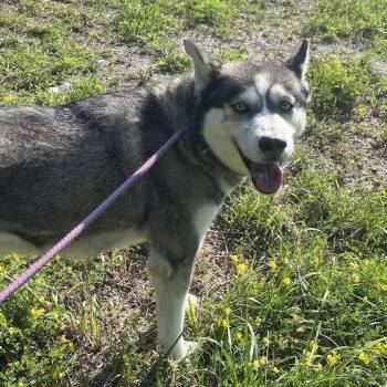 Amora -  Husky Dog for Adoption in Wappingers Falls, New York - Amora | PetCurious