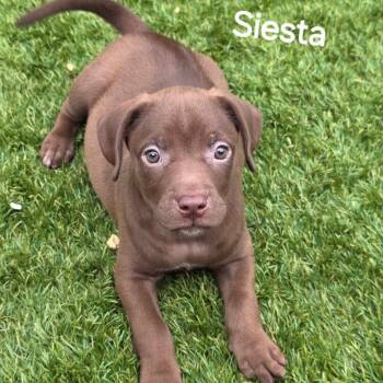 Rescue Australian Shepherd and Mixed Breed Dogs for Adoption in Austin, Texas - Siesta DD | PetCurious