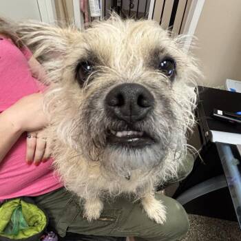 Rocky -  Terrier and Mixed Breed Dog for Adoption in Tempe, Arizona - Rocky | PetCurious