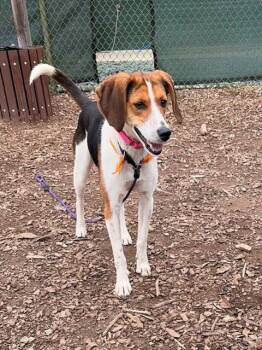 Beagle and Mixed Breed Dogs Available for Adoption - LILY | PetCurious