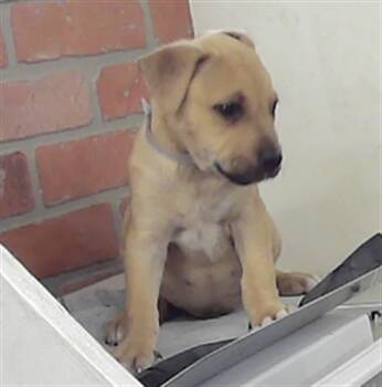 Staffordshire Bull Terrier and Mixed Breed Dogs Available for Adoption in Houston, Texas - ROBIN | PetCurious