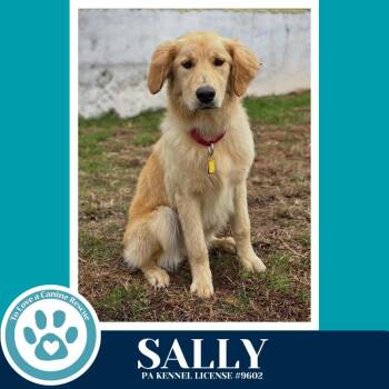 Golden Retriever Dogs Available for Adoption - Sally (The Golden Trio) 032126 | PetCurious