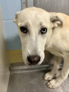 Cucumber Lime Fresca -  Mixed Breed Dog for Adoption in Wichita, Kansas - Cucumber Lime Fresca | PetCurious