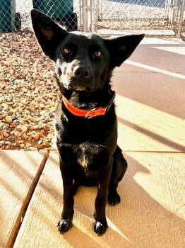 Rescue Australian Shepherd Dogs for Adoption in Parowan, Utah - Cricket | PetCurious