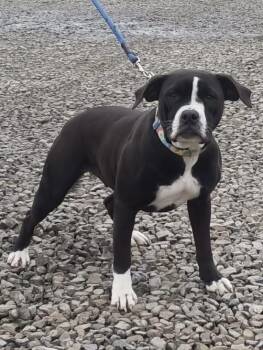 Rescue Pit Bull Terrier Dogs for Adoption in Indiana, Pennsylvania - Pine | PetCurious