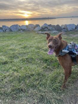 American Staffordshire Terrier Dogs Available for Adoption - Mateo - Courtesy Post | PetCurious