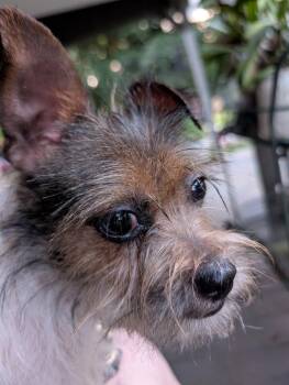 Luna -  Terrier Dog for Adoption - Luna | PetCurious