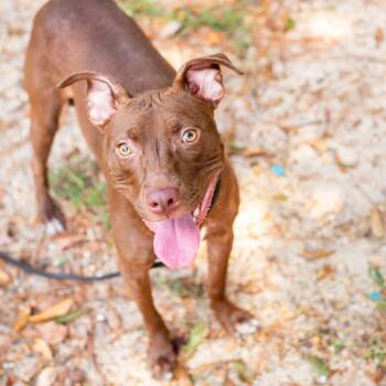 Sunset -  American Staffordshire Terrier and Mixed Breed Dog for Adoption in Hattiesburg, Mississippi - Sunset | PetCurious