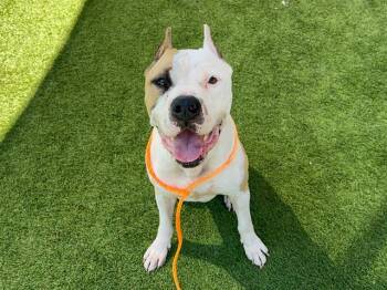 Rescue Pit Bull Terrier Dogs for Adoption in Tustin, California - CRUZ | PetCurious