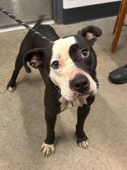 Oreo -  Pit Bull Terrier Dog for Adoption in Cleveland, Ohio - Oreo | PetCurious